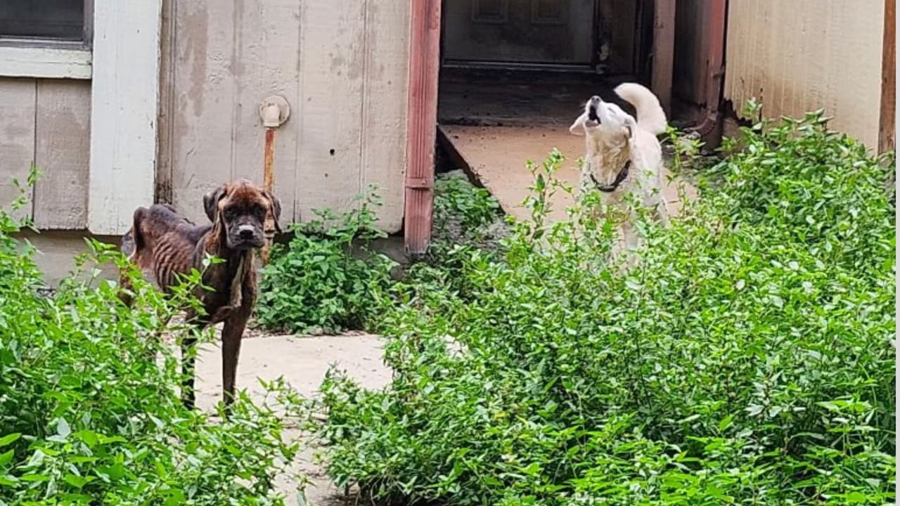 Un hombre fue arrestado por el maltrato de al menos 5 perritos que fueron hallados en una propiedad, enfermos, sin acceso a comida o agua, en el Condado Bexar.
<br>
<br>La investigación comenzó el pasado 25 de junio, cuando un repartidor de comida alertó a las autoridades de lo que sospechó que sería un abuso animal.