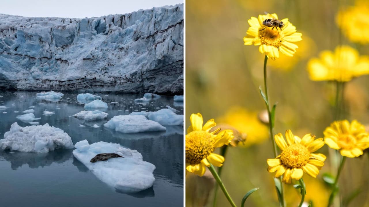 La Antártida tiene cada día más flores y científicos explican por qué es malo para nuestro planeta
