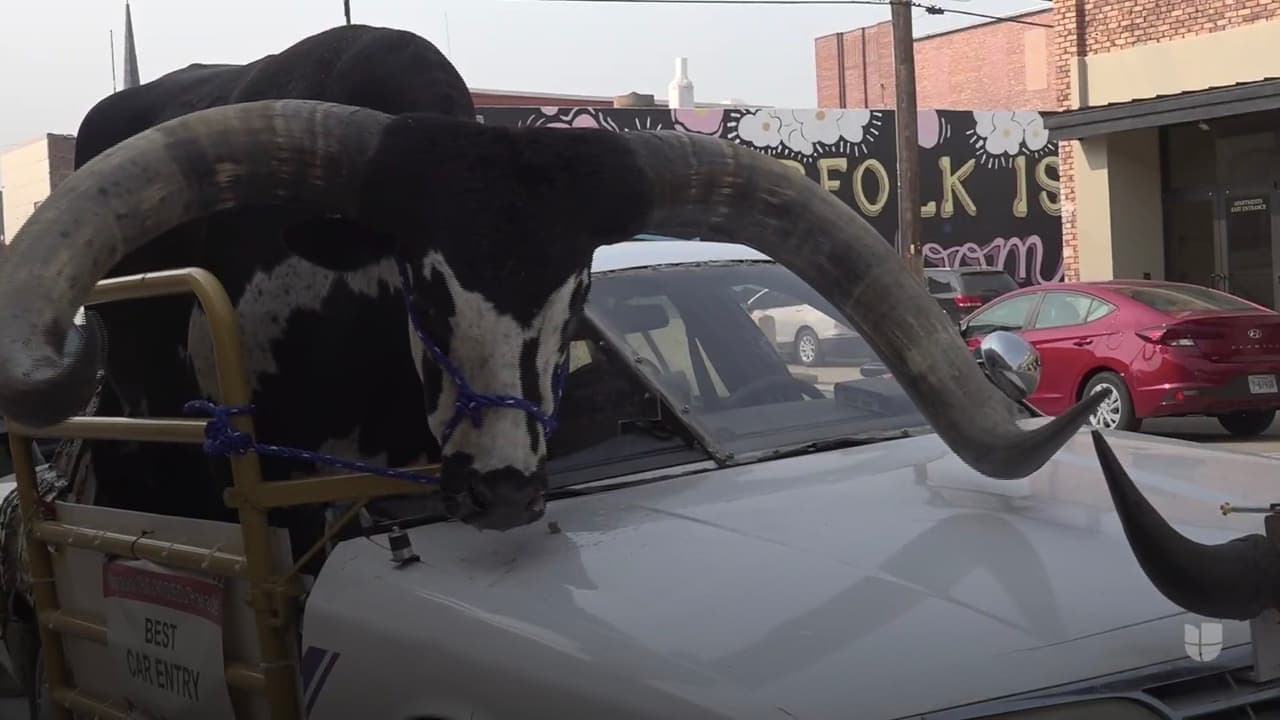 Qué se sabe del insólito caso del enorme toro Watusi que viajaba en el asiento del copiloto de un carro