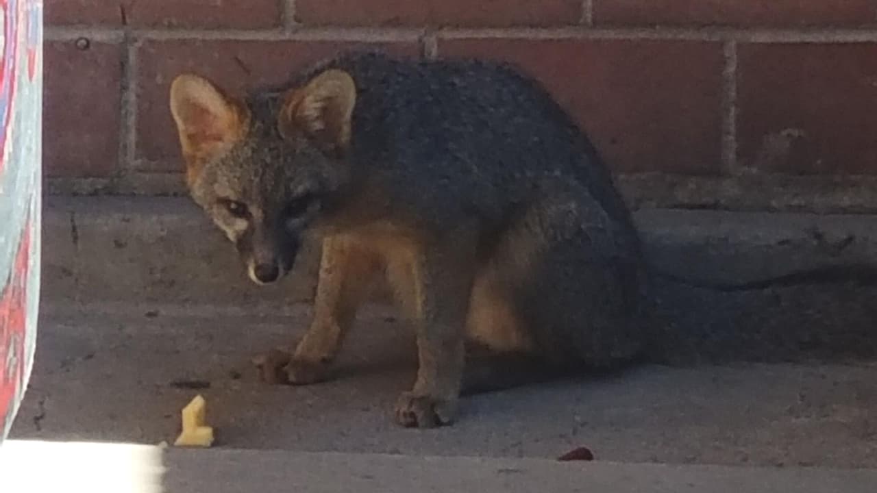 Aumentan los casos de rabia tras el ataque de otro zorro a una persona en el Condado Hays, en Texas