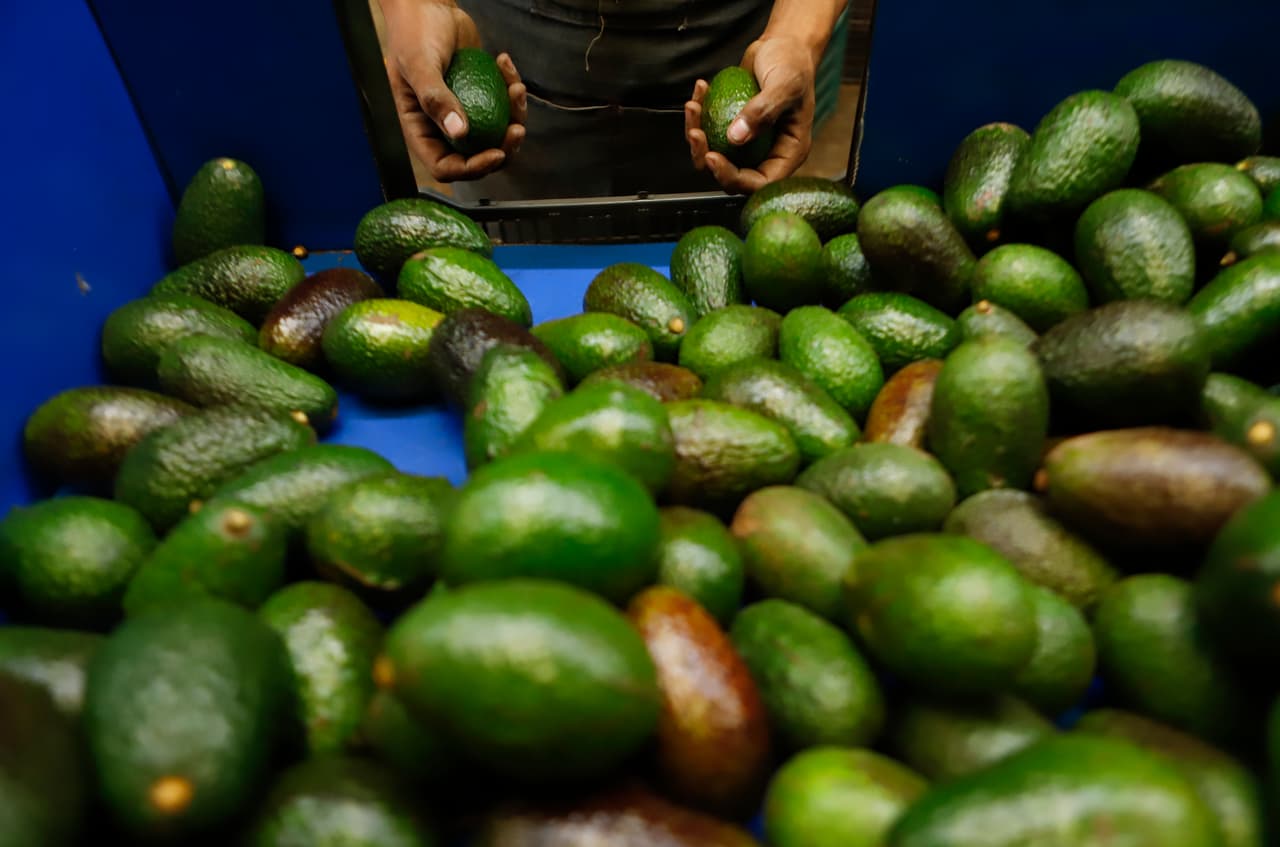 Cómo los asesinatos, la deforestación y el narcotráfico han puesto en jaque la región aguacatera de México