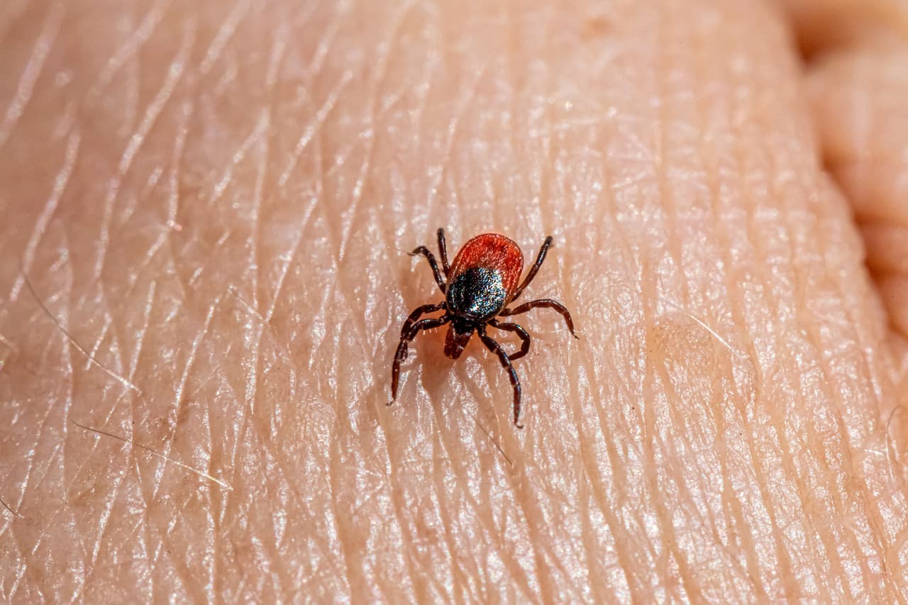 <h2 class="cms-H2-H2">El virus Bourbon en Nueva York: una infección sin vacuna ni tratamiento específico</h2>
<br>Un paciente de Long Island fue diagnosticado con este virus transmitido por la garrapata estrella solitaria.
<a href="https://www.univision.com/local/nueva-york-wxtv/confirman-primer-caso-virus-bourbon-nueva-york">Más sobre sus síntomas.</a>