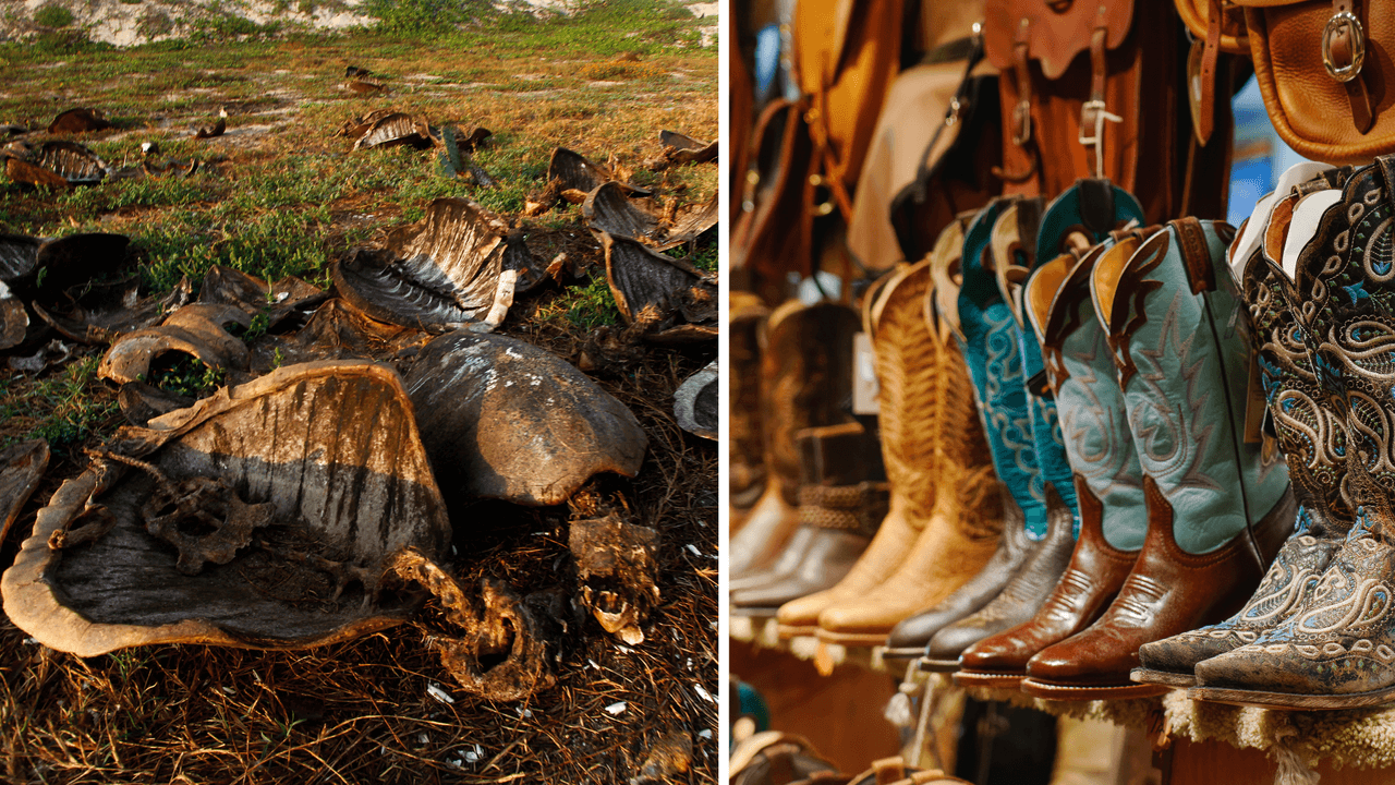 Acusan a hombre de Houston de importar botas hechas con piel de tortuga en peligro de extinción