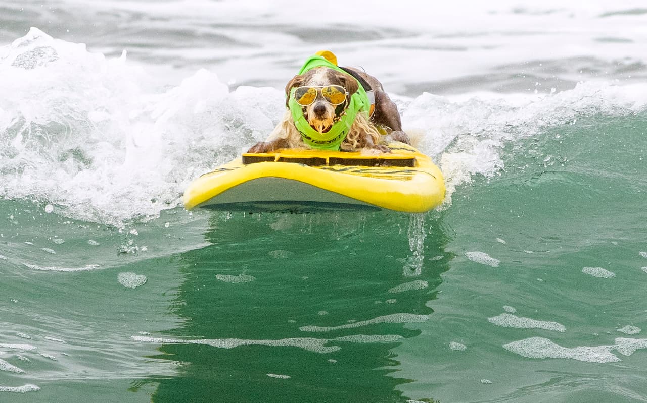 El cachorro Prince deslizándose sobre la tabla. Esta competencia es gratuita para los espectadores e incluye actividades para toda la familia, juegos para los perros y camiones de comida. También se ofrecen cachorros en adopción.