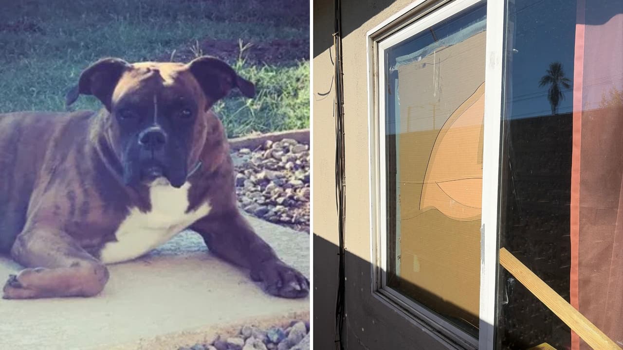 Roban casa de anciana, muere su perro y le roban dinero de la hipoteca