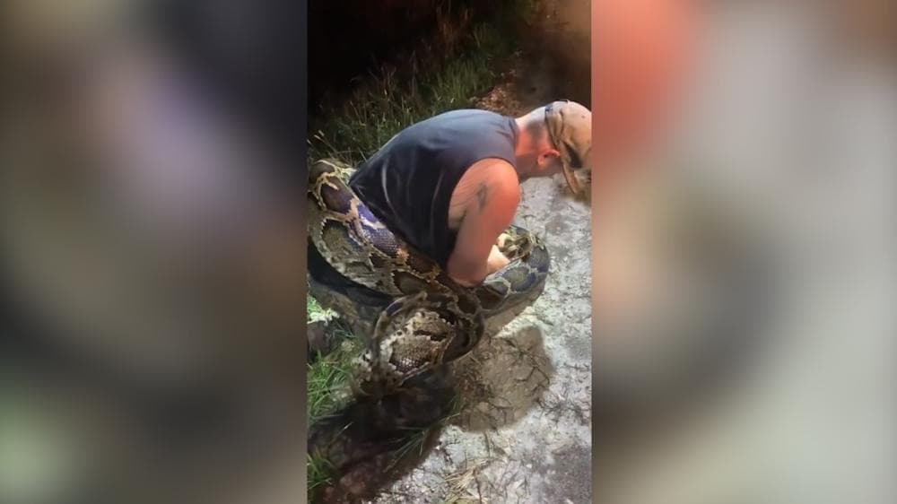 También en el mes de octubre, dos cazadores de pitones birmanas publicaron en sus redes sociales el momento en que capturaron un gigantesco ejemplar de estas serpientes en los Everglades de Florida.