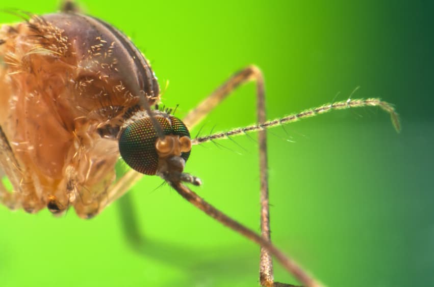 59 casos de dengue y mosquitos infectados: Tampa despliega una respuesta aérea