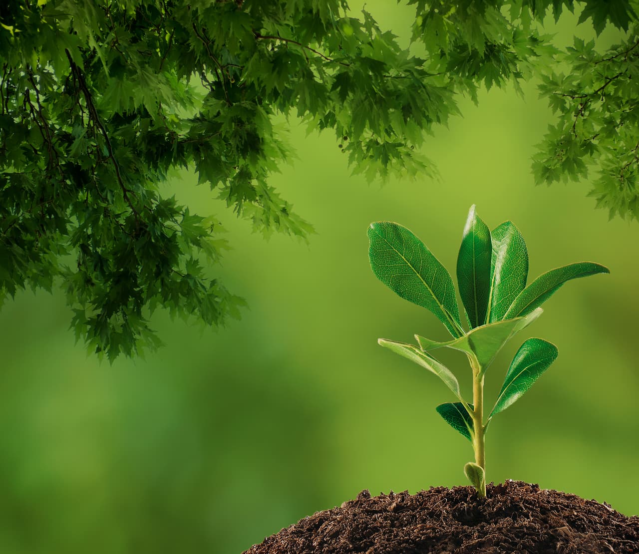 Las plantas que abonadas en esta fase crecerán rápido, a excepción de los árboles frutales, pues es no crecerán adecuadamente. Los cortes de cabello son factibles sólo si la Luna se encuentra pasando por el signo de Leo.