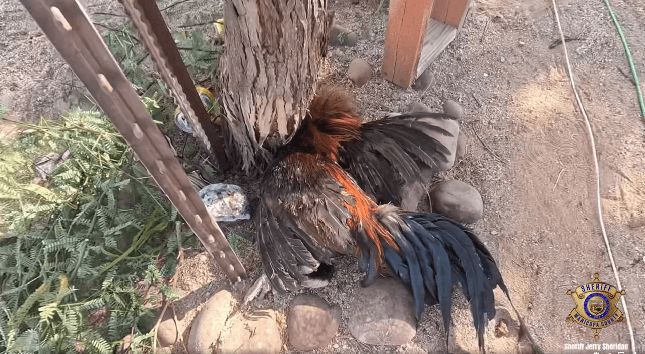 Habían gallos muertos en el suelo, otros gallos fueron hallados vivos en cajas de cartón y corrales de madera, dentro de un sistema usado para mantener la actividad.