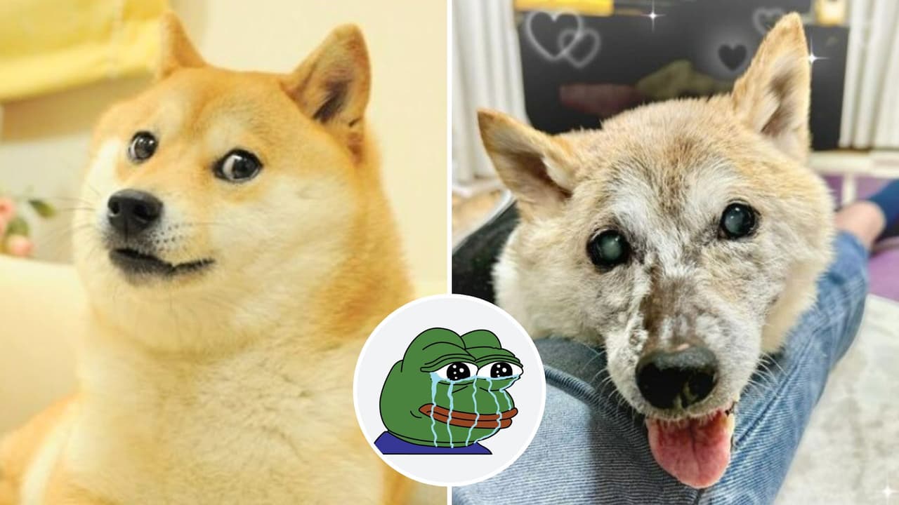Muere Kabosu, la perrita japonesa de los memes virales Doge: Padecía una terrible enfermedad