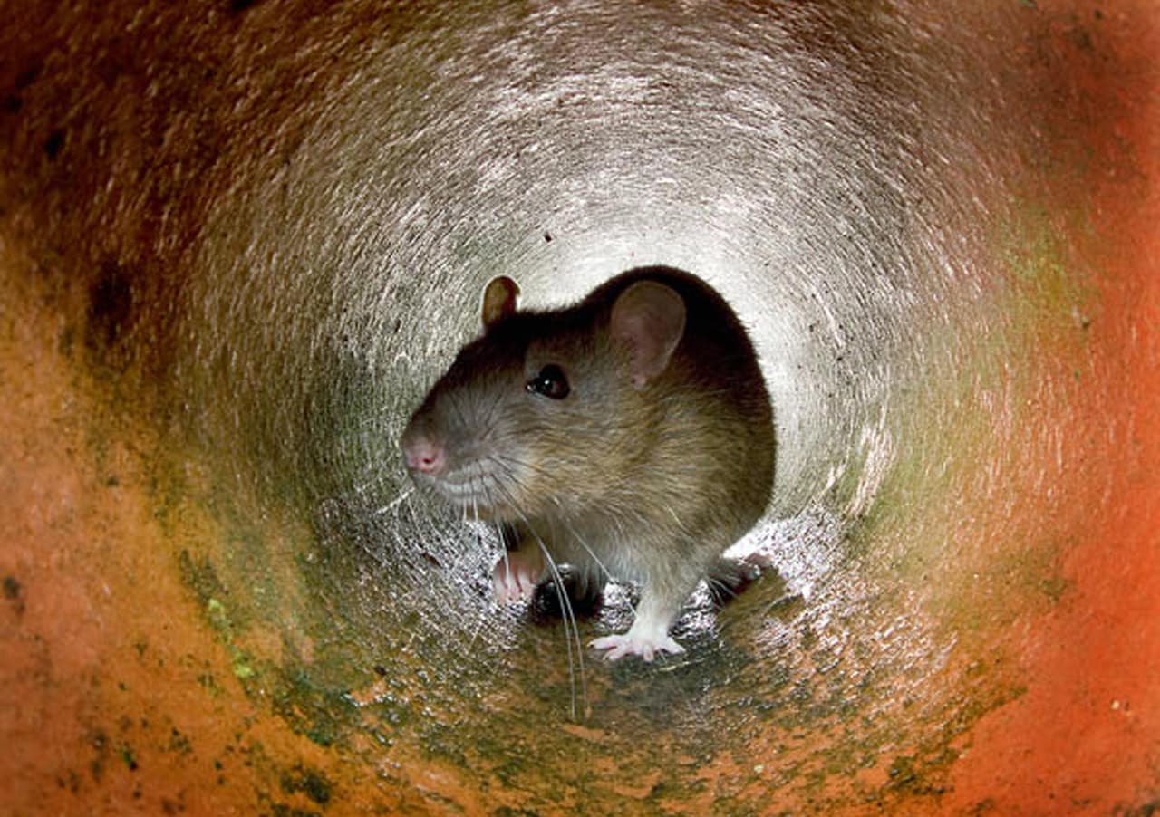 Investigan posible caso de hantavirus en Illinois no relacionado con brote en crucero