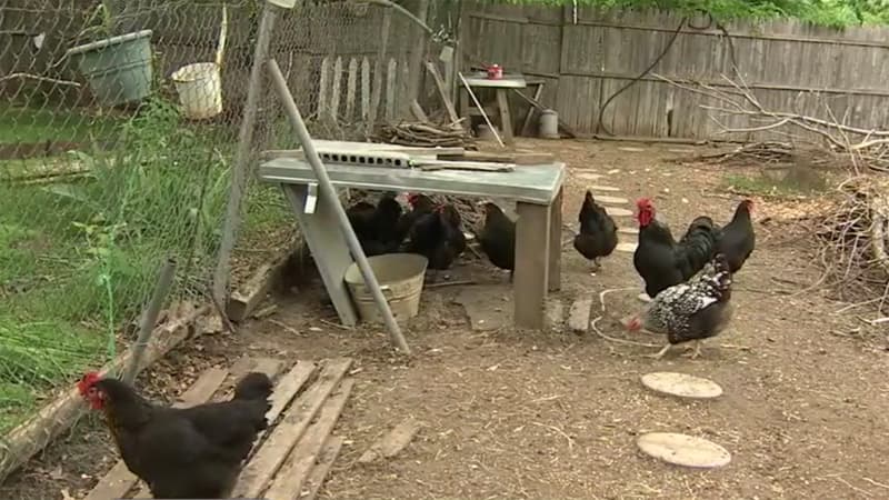 ¿Pueden los pollos contaminar el agua de una ciudad? El debate detrás de una nueva ley sobre gallinas de traspatio