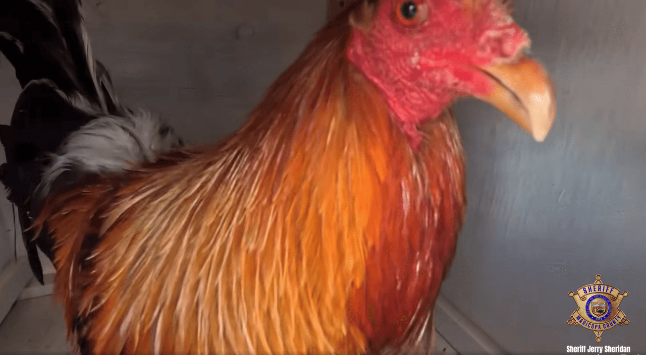 Las aves, 157 en total, fueron retiradas del sitio bajo custodia de las autoridades tras la intervención.