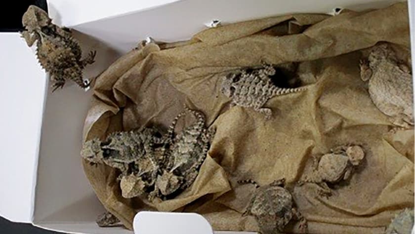 Un hombre intentó entrar a EEUU con 52 reptiles vivos escondidos en su ropa