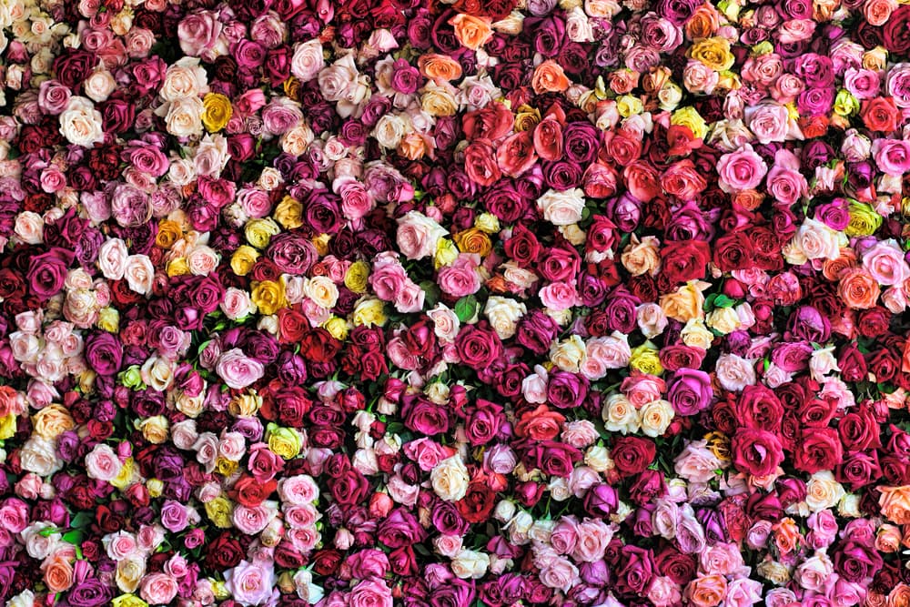 Además, la rosa es el símbolo por excelencia de la sexualidad femenina. En los primeros cultos a la divinidad femenina, los pétalos de la rosa representaban los cinco estados de la vida de la mujer: el nacimiento, la menstruación, el alumbramiento, la menopausia y la muerte.