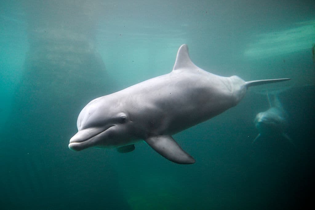 Delfines en Florida sorprenden a científicos al usar luces humanas para cazar