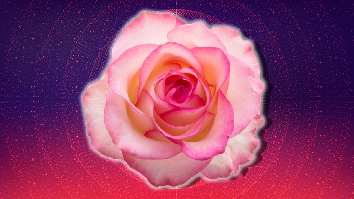 La rosa sin duda es una de las flores más populares y desde la antigüedad ha sido considerada como uno de los principales símbolos del amor, a la que siempre ha estado ligada.