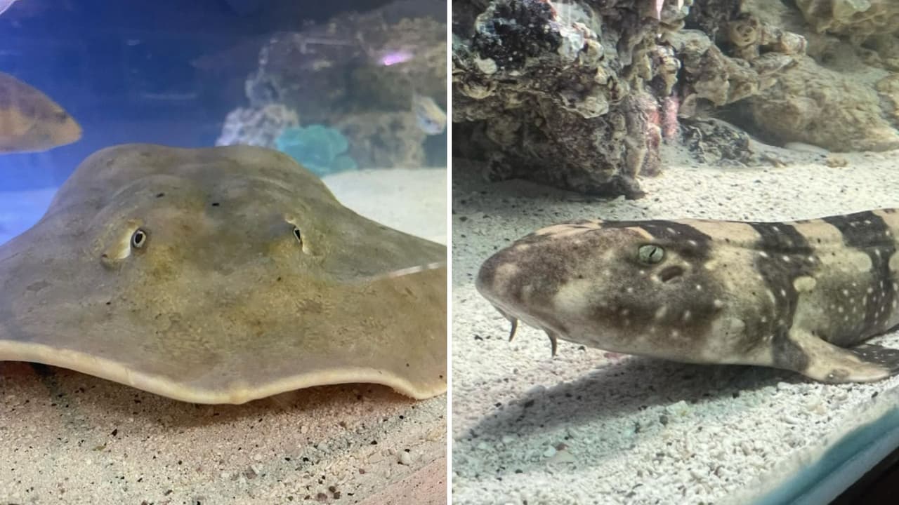 ¿Qué pasó con la mantarraya que podría haberse embarazado de un tiburón y cuándo dará a luz?