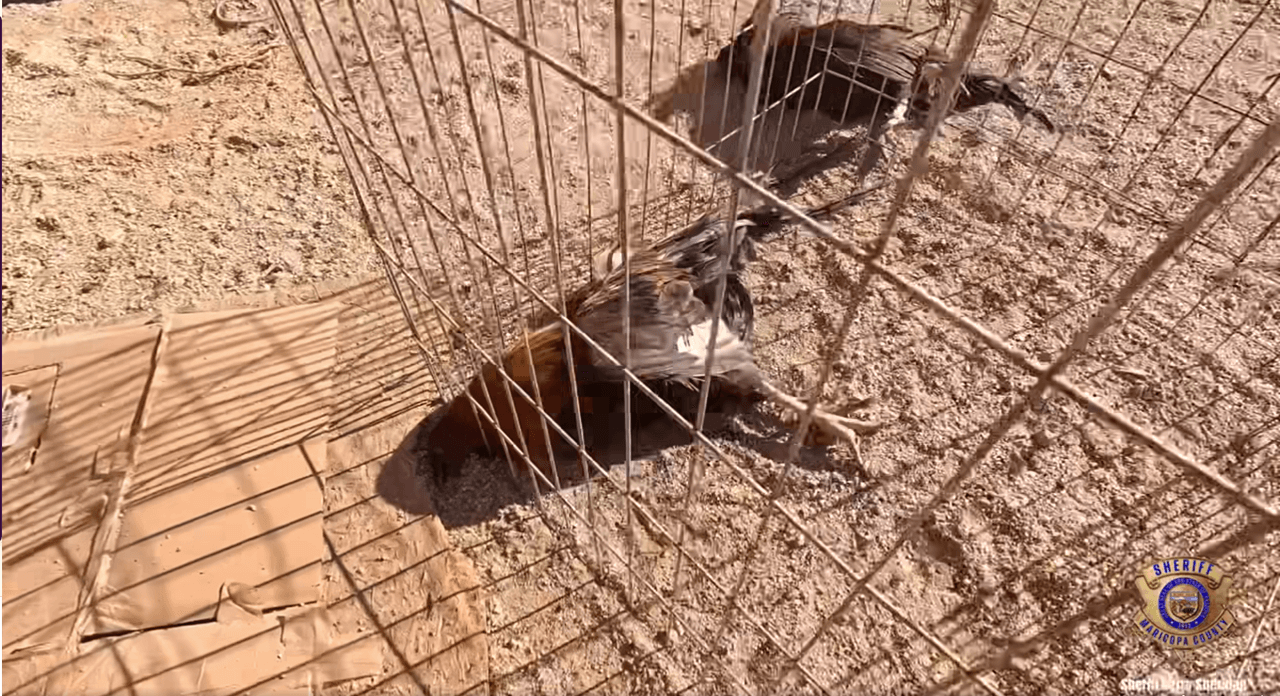 Lo que inició como una verificación terminó en el hallazgo de una estructura dedicada a peleas de gallos.