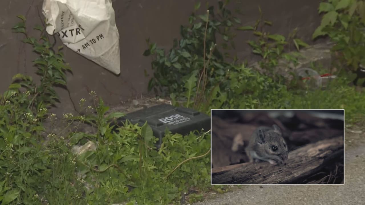 Infertilizar a las ratas: el nuevo plan en Bucktown y Wicker Park para frenar la plaga