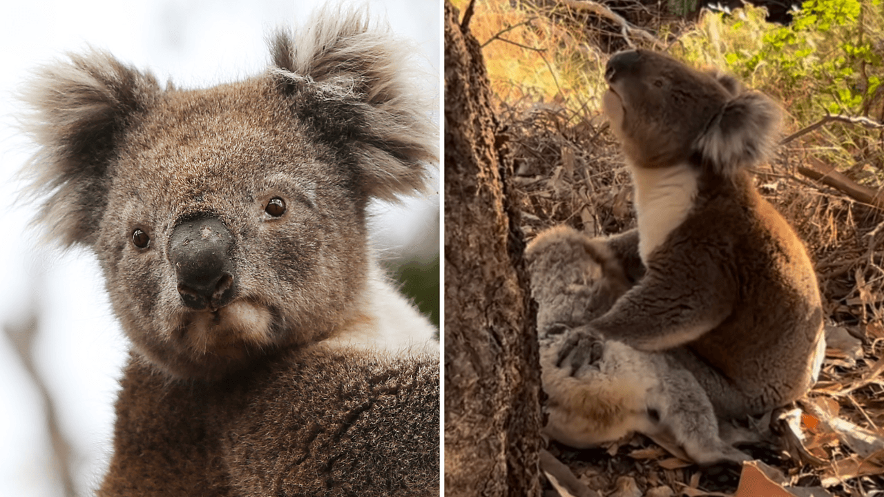Video de koala ‘llorando’ la muerte de su compañera estremece las redes sociales: “Lo más triste que he visto”