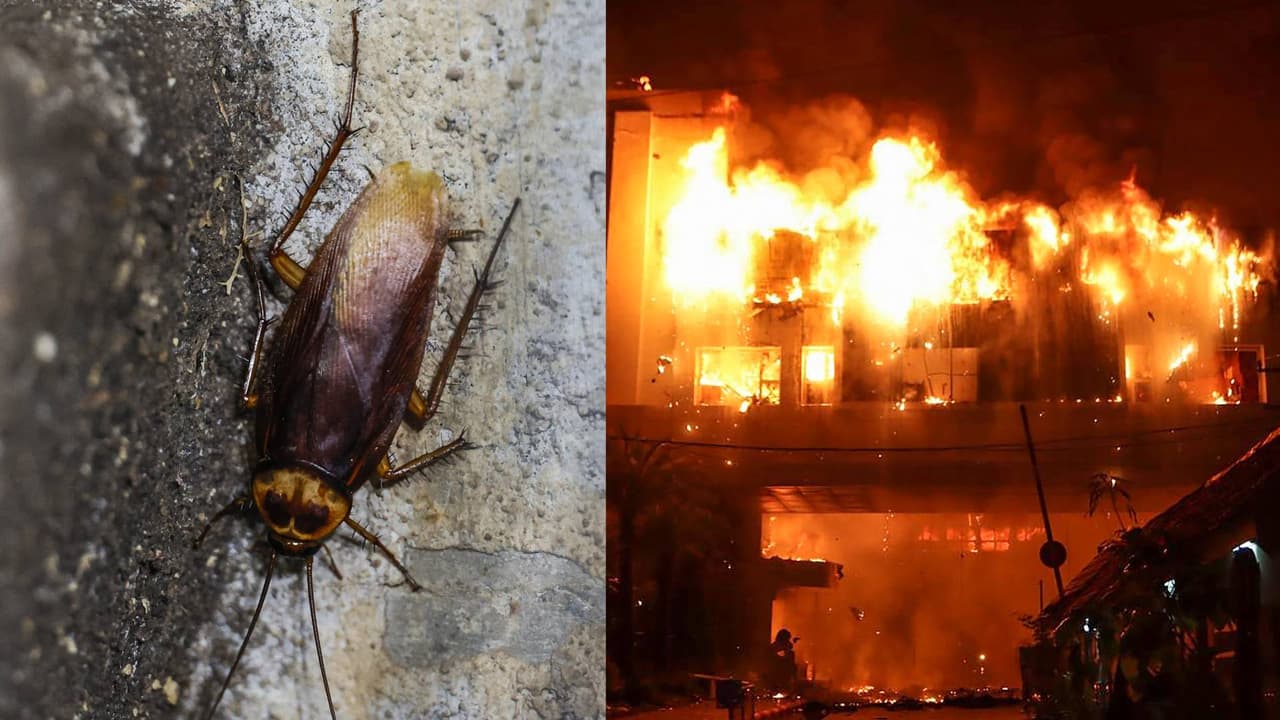 Hombre intenta matar una cucaracha y termina incendiando su departamento