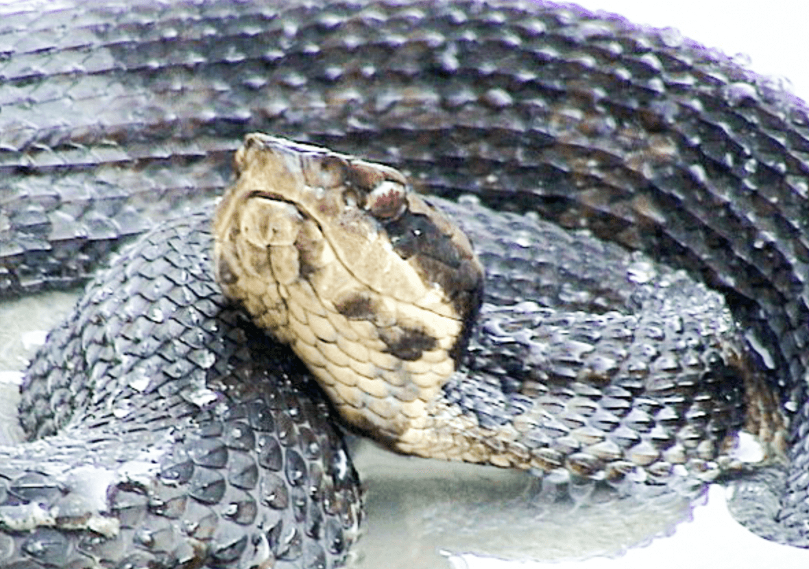 <b>Cottonmouths</b>
<br>Western cottonmouth
<br>
<br>Su nombre en latín significa 'comer pescado', lo que indica sus características dietéticas. También conocido como 'mocasines de agua', solo se encuentra una especie reconocida en Texas.
<br>
<br>Pueden ser de color marrón oscuro, marrón oliva, verde oliva o negro casi sólido. Están marcados con bandas anchas y oscuras. Se encuentra en la mitad oriental del estado en pantanos y vías fluviales, pantanos costeros, ríos, estanques y arroyos.