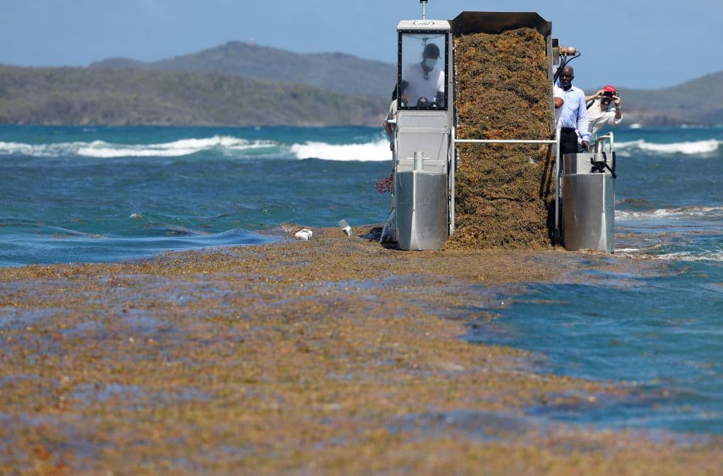 This picture taken on February 13, 2022 shows a special boat collecting sargassum seaweed off the coasts of Le Robert on the Martinique island in the French overseas on February 13, 2022.