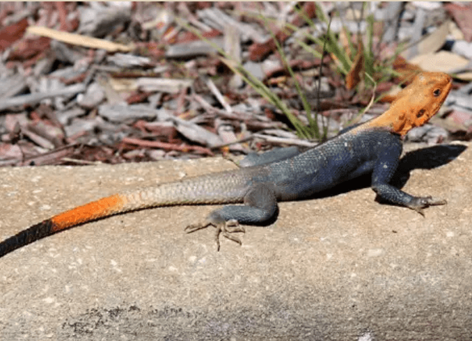 Conoce a la exótica largartija agama de Peter, ¿es peligrosa esta visitante instalada en Florida?