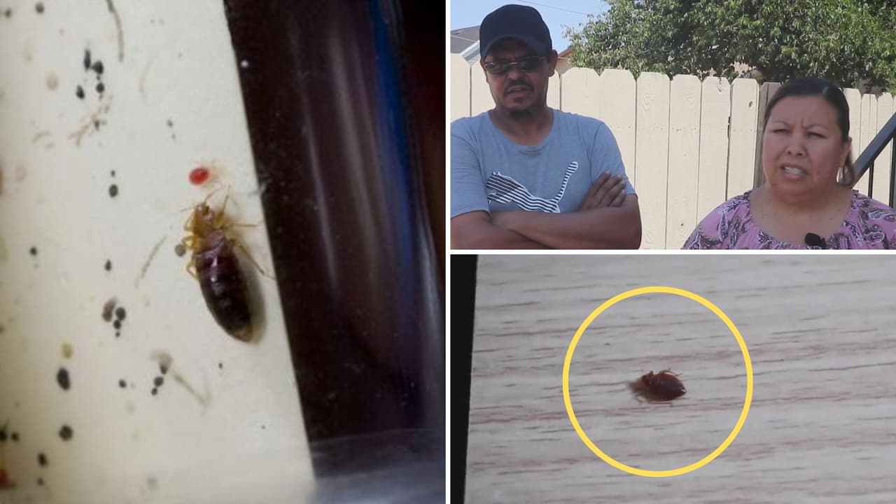 Hay tantas chinches en su casa, que ya no pueden dormir: una familia hispana lucha por acabar con esta plaga