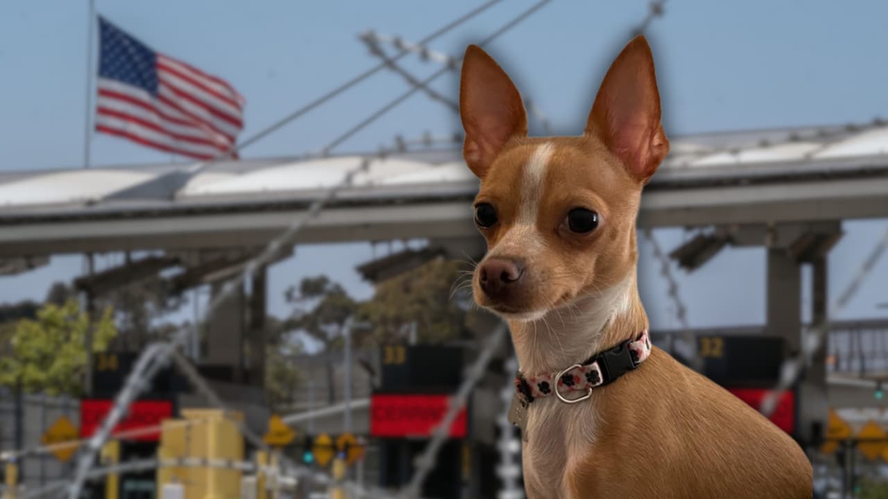 ¿Quieres viajar con tu perro a EEUU? Estos son los requisitos para traerlo en avión o auto