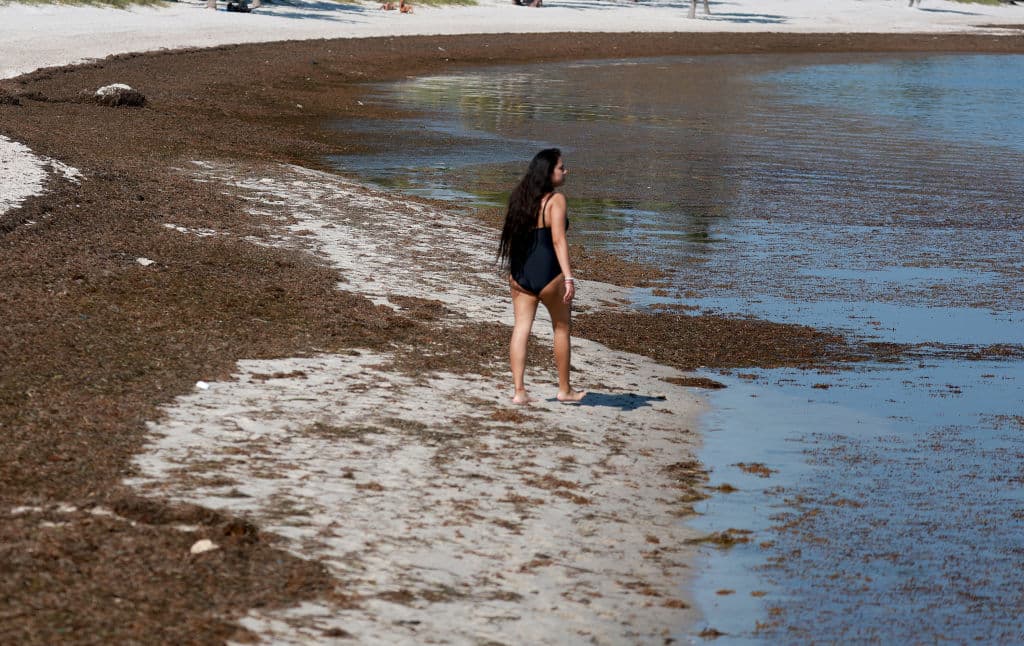 Científicos alertan de altos niveles de la bacteria 'come carne' entre el sargazo en playas de Florida