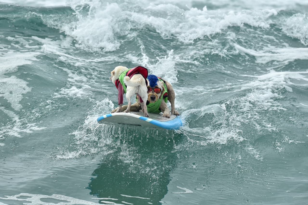En algunas ocasiones este encuentro ha convocado a más de 3,000 espectadores y desde la primera edición en 2008 han participado unos 500 perros.