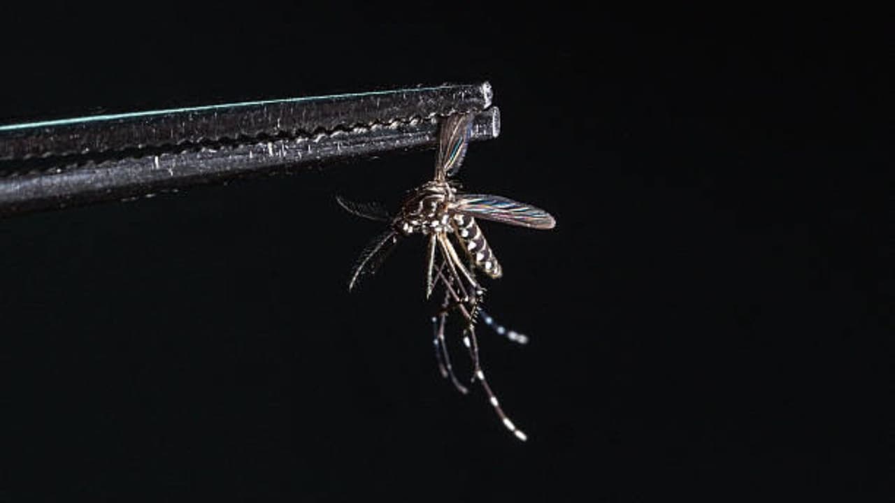 Google solicita permiso para liberar mosquitos contra dengue y zika