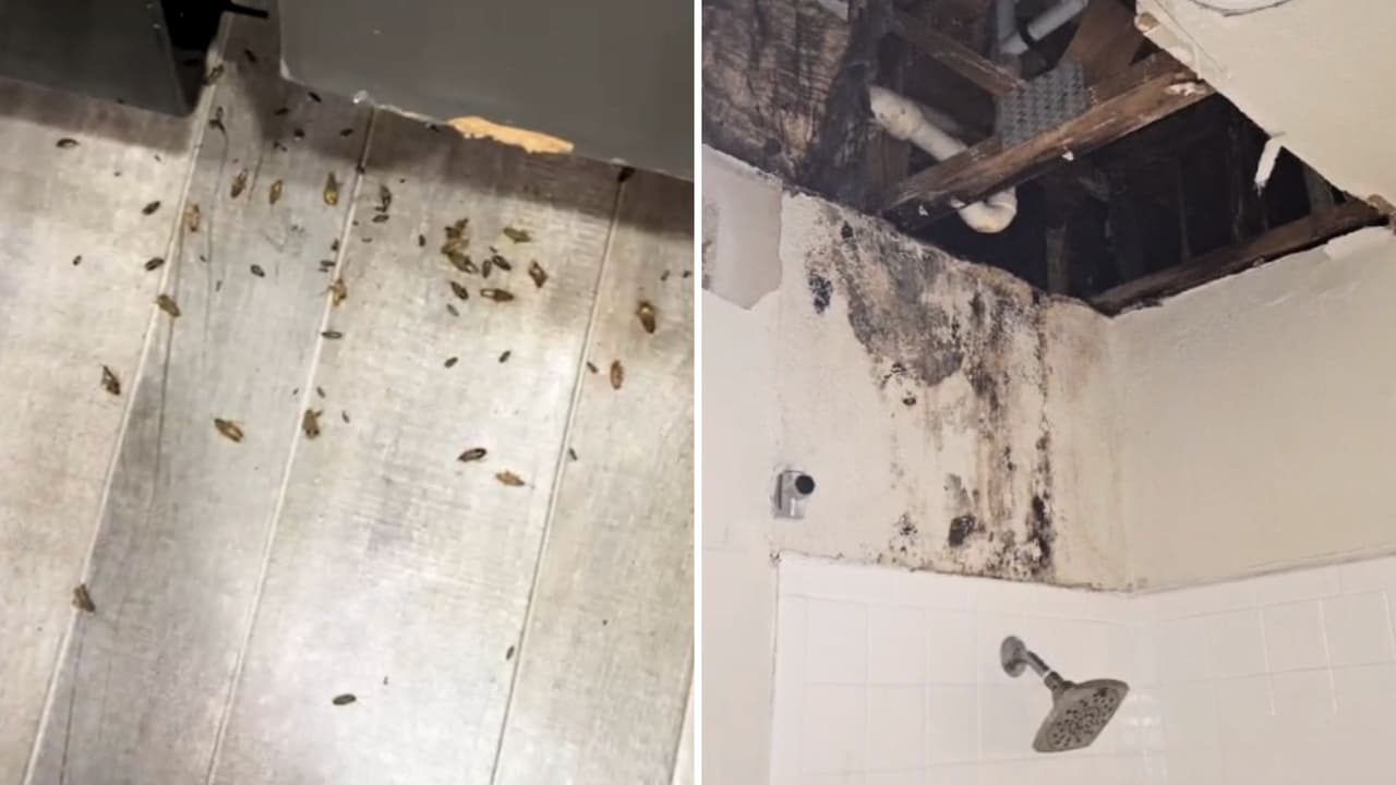 Cucarachas invaden el departamento de una joven venezolana que no encuentra auxilio en San Antonio