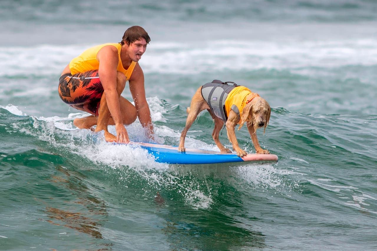 Bobby Ellis y su perro Bamboo, en su turno para impresionar a los jueces. La competencia, que las mascotas y sus dueños se toman muy en serio, permite que cada animal corra las mejores cinco olas posibles en un máximo de 12 minutos.