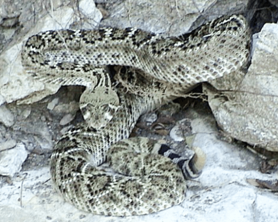 <b>Serpientes de cascabel</b>
<br>Western diamondback
<br>
<br>Es marrón y tiene marcas en forma de diamante a lo largo de la parte central de la espalda y anillos alternados en blanco y negro en la cola. Mide un promedio de 3 1/2 a 4-1 / 2 pies de largo y puede alcanzar los siete pies.
<br>
<br>
<b>Esta es la serpiente venenosa más común de Texas.</b>
<br>
<br>También está la Desert massasauga, es de color más claro que el massasauga occidental, más pequeño y más delgado. Se encuentra en el Trans-Pecos, el oeste de Panhandle y el bajo valle del Río Grande.
<br>
<br>La Western massasauga es de color gris claro, con manchas ovales marrones en el centro de la espalda y manchas más pequeñas en cada lado. Miden dos pies de largo y se encuentran en el medio del estado en pastizales y áreas pantanosa.
<br>