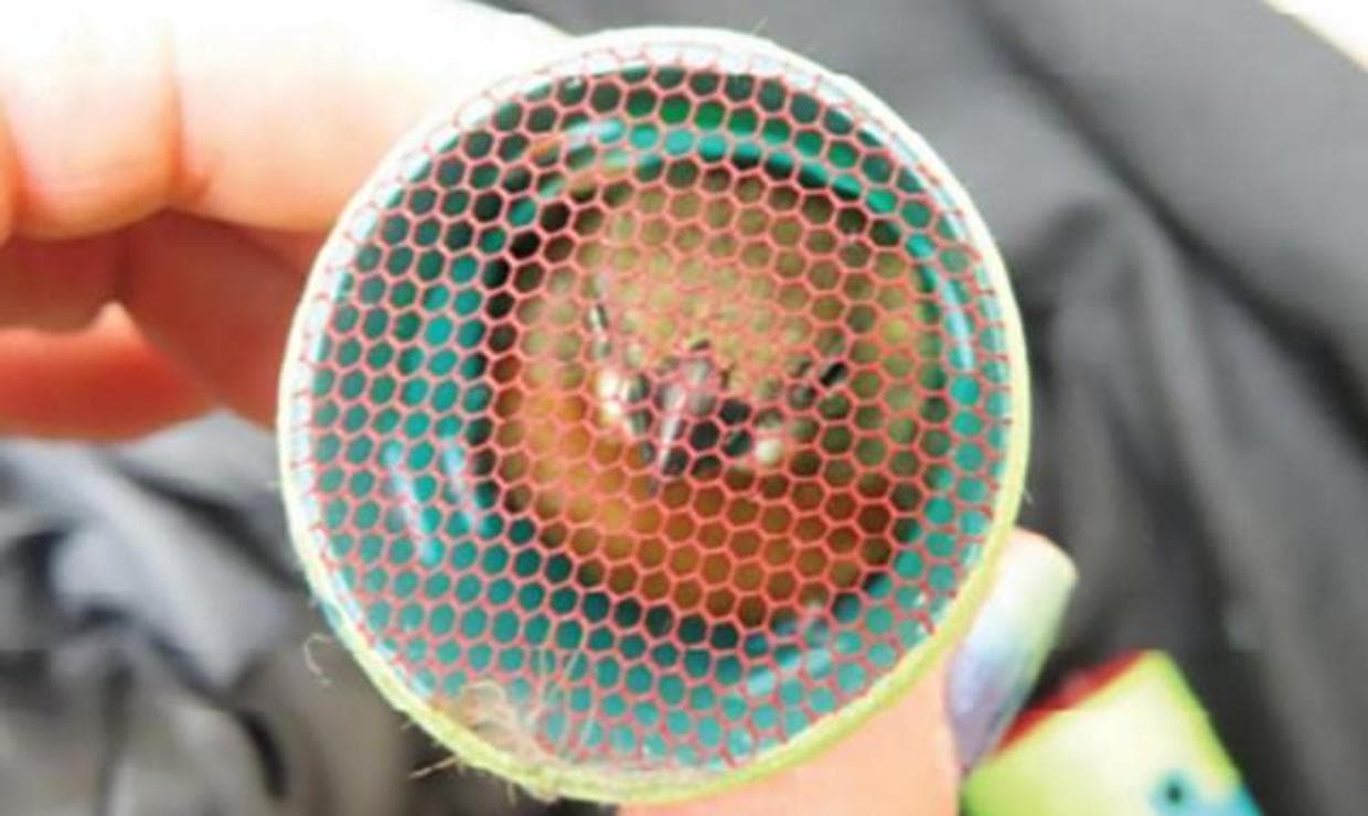 Un hombre es arrestado en el aeropuerto de Nueva York por el contrabando de 35 pájaros pinzón que llevaba escondidos entre su ropa
