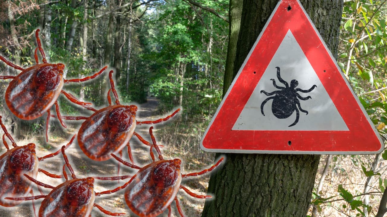 Crece el número de garrapatas en California esta temporada: descubre cómo evitar que se te suban