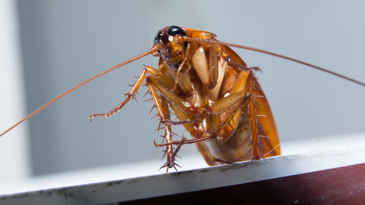 Cómo prevenir cucarachas en casa durante el verano: consejos para evitar infestaciones en tiempo de calor