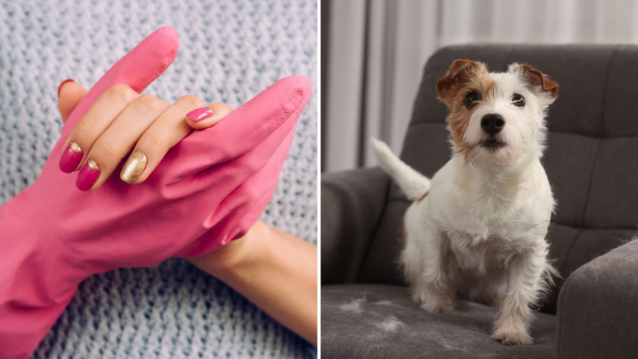 Trucos efectivos y económicos para deshacerte del pelo de tus mascotas en los sillones