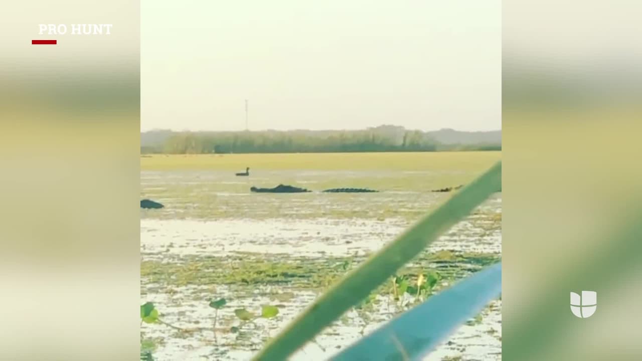 “No es solo pesca, la caza de patos en Florida tiene un cobrador de impuestos también”, dijo Cass Couey, la persona que captó el video. Algunos usuarios de las redes sociales comentaron que el enorme lagarto parecía un dinosaurio.