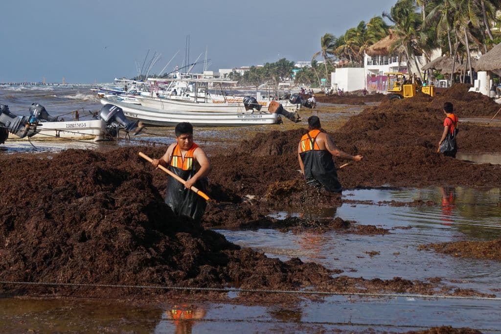 People remove Sargassum in Playa del Carmen, Quintana Roo state, Mexico, on April 6, 2022. - The massive arrival of sargassum at the Riviera Maya began to affect tourism service providers, a week before the start of the Easter holiday period.