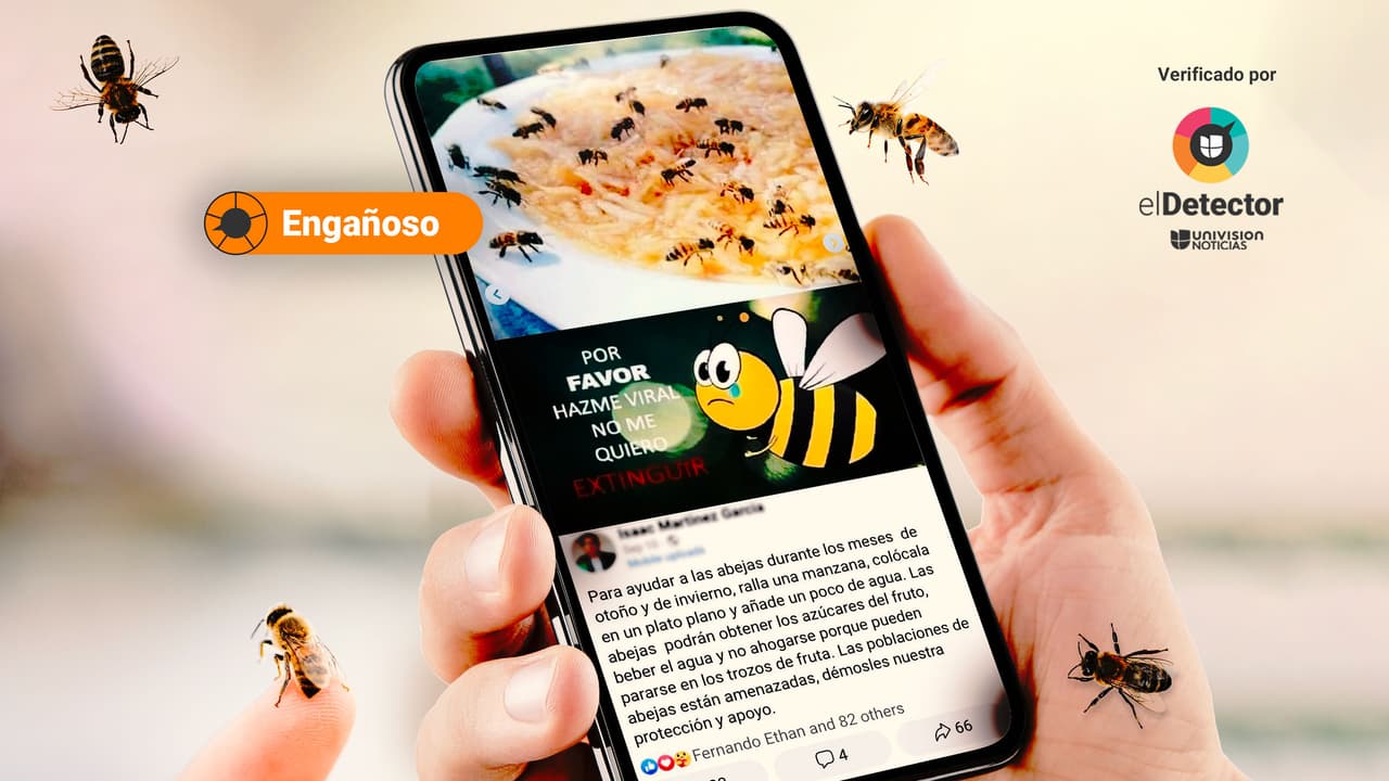 Dejar a las abejas un plato de manzana rallada con agua para 'ayudarles' durante el otoño y el invierno puede ser perjudicial