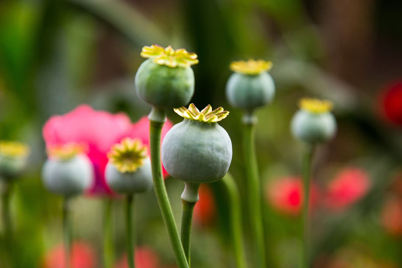 "Llegué a pensar que no saldríamos con vida": El peligroso viaje a los pueblos donde se cultiva la amapola