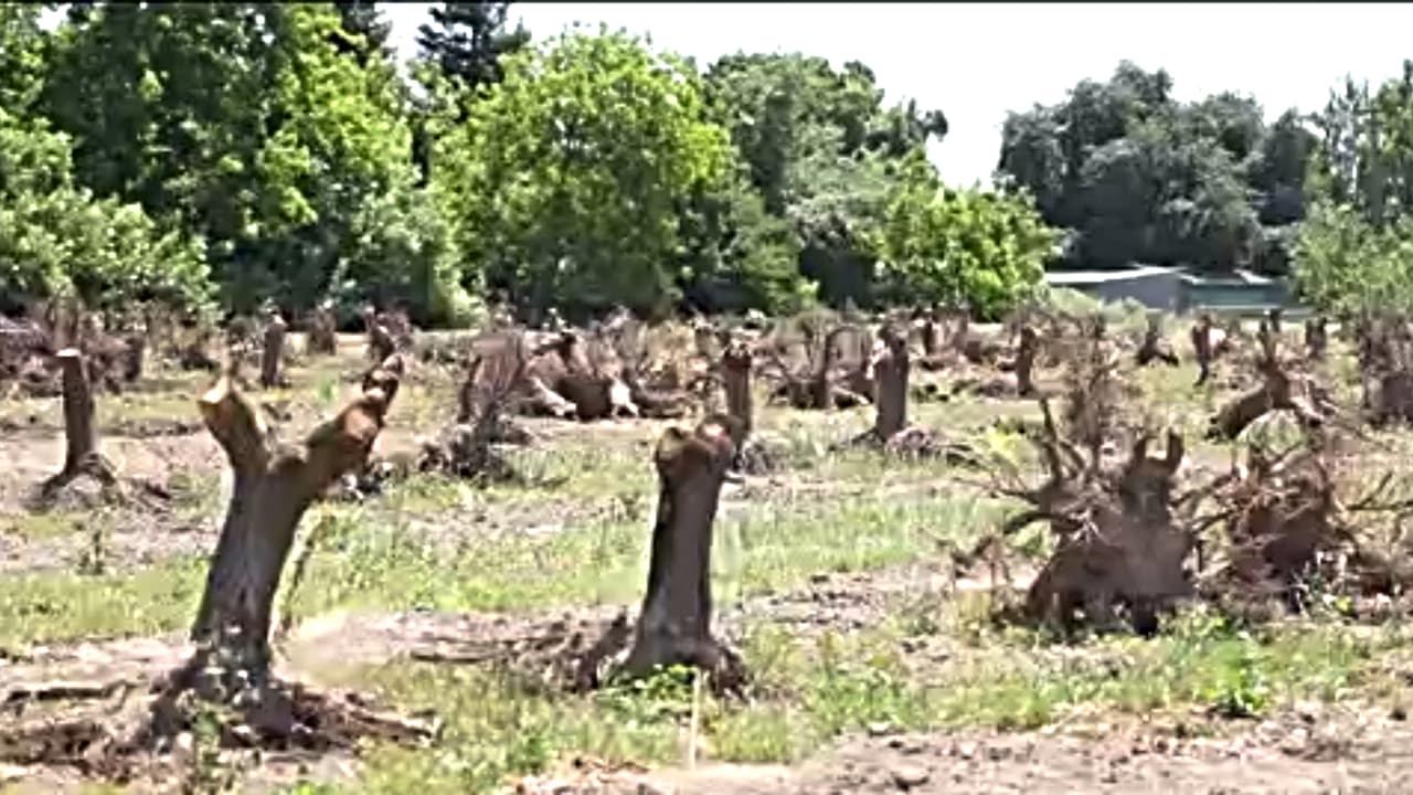 Crisis en Valle Central: productores arrancan miles de duraznos por cierre de Del Monte