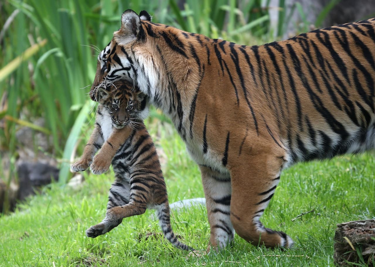 Tigers reproduce well in the wild, experts say