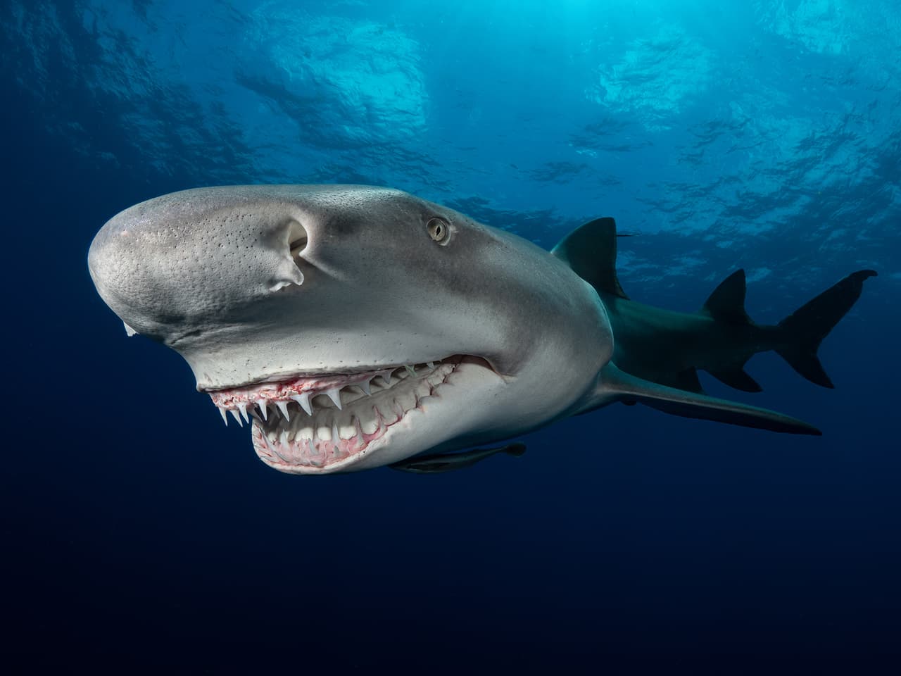 Un tiburón limón, fotografiado en Jupiter, Florida. Finalista en la categoría ‘portafolio colectivo’.