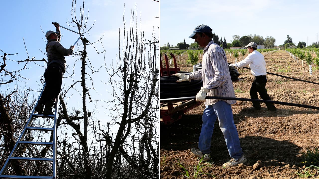 Productores de California recibirán 9 millones de dólares de ayuda federal tras cierre de Del Monte