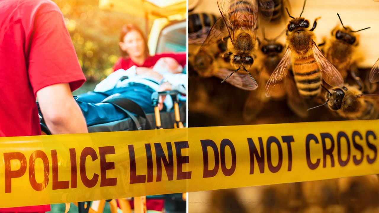 Enjambre de abejas ataca a pareja de adultos mayores en Texas: Cómo protegerte y qué hacer en caso de emergencia
